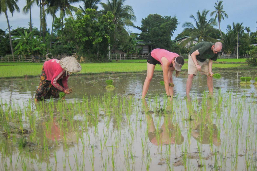 Picking_Rice-Don_Det_Laos-Greg_Goodman-AdventuresofaGoodMan-1