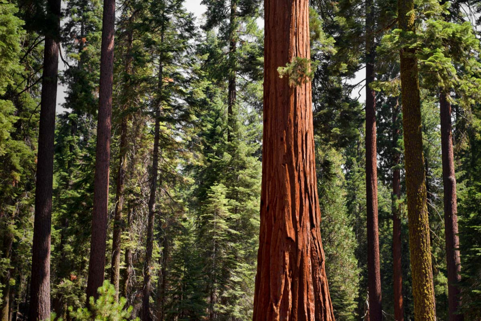 A giant redwood tree in Mariposa Grove