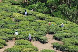 Local women at work picking tea leaves in Kumili, India