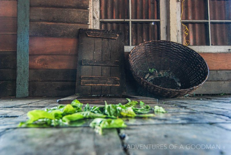 Tea and a tea collection basket at a tea factory in Kumili, India