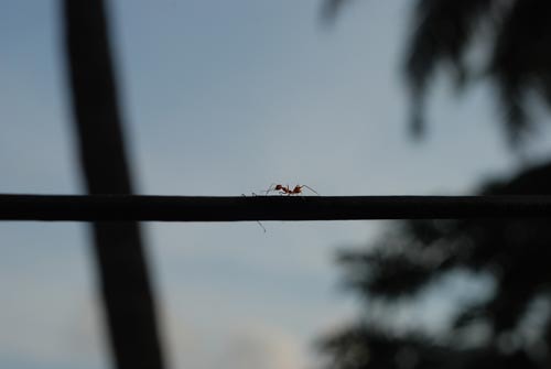 An ant outside our guesthouse room on Havelock Island, India