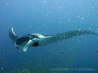 A manta ray