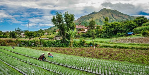 Workers harvest onions in the fields below Mt. Batur in Bali, Indonesia