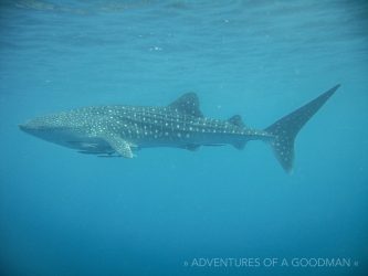 A whale shark