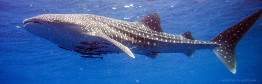 A whale shark