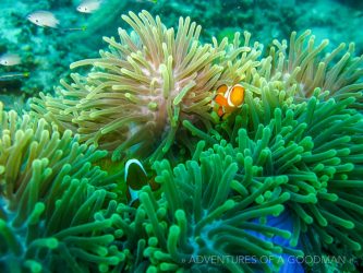 Nemo clown fish in Malaysia