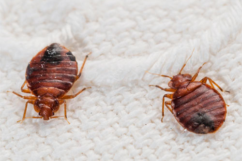 Bedbugs