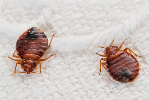 Bedbugs