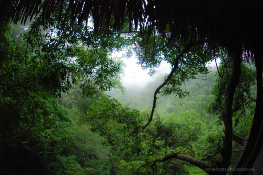A view from our treehouse in the Gibbon Experience, Laos