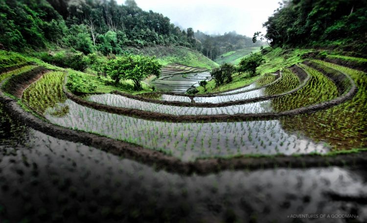 Rice fields above Chiang Mai in Northern Thailand