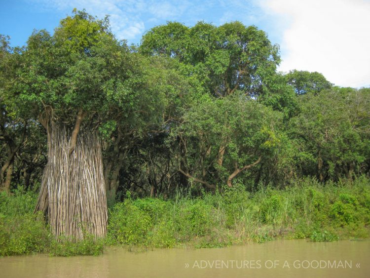 The Floating Forest of Kampong Phluk in Cambodia