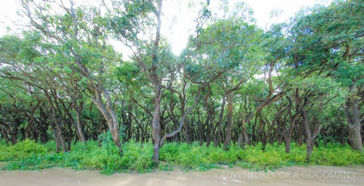 The Floating Forest of Kampong Phluk in Cambodia