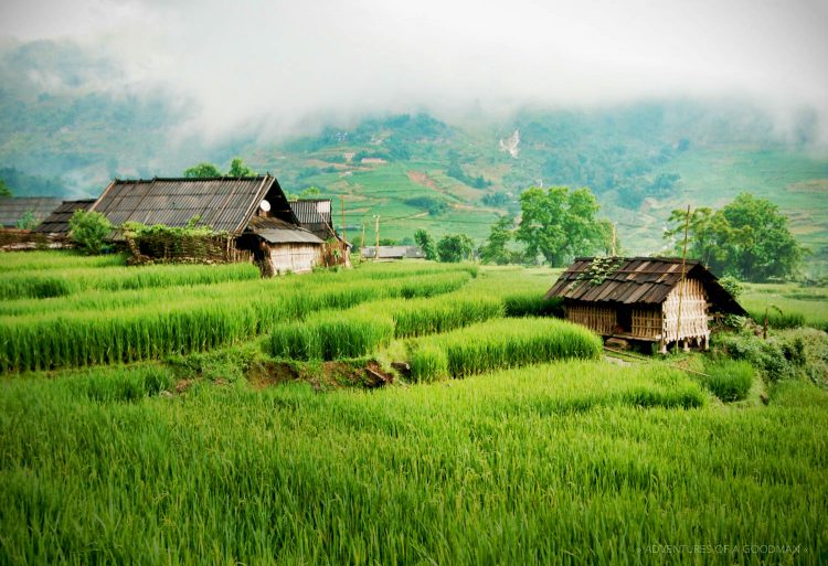 Green rice fields and traditional homes in Sapa, Vietnam