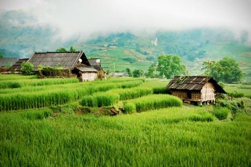 Green rice fields and traditional homes in Sapa, Vietnam