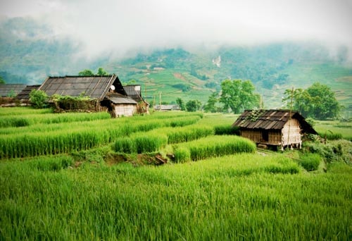 Green rice fields and traditional homes in Sapa, Vietnam