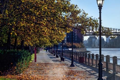 Roosevelt Island New York City Fall Foliage