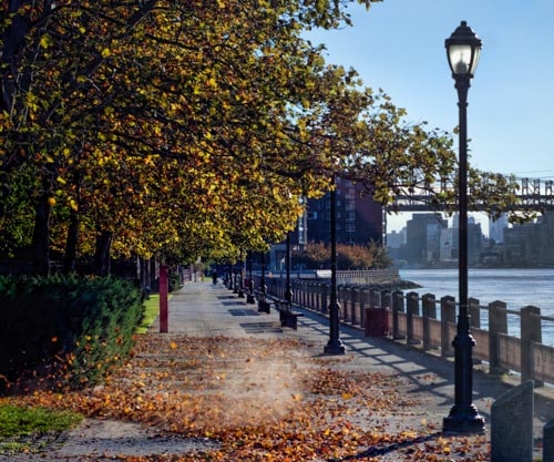 Roosevelt Island New York City Fall Foliage