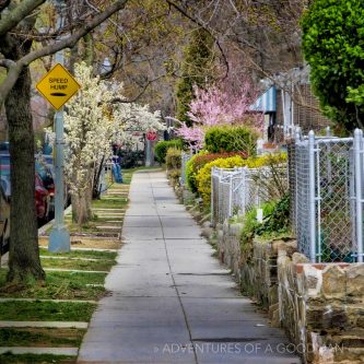 South Capitol Street - Washington DC - Cherry Blossoms