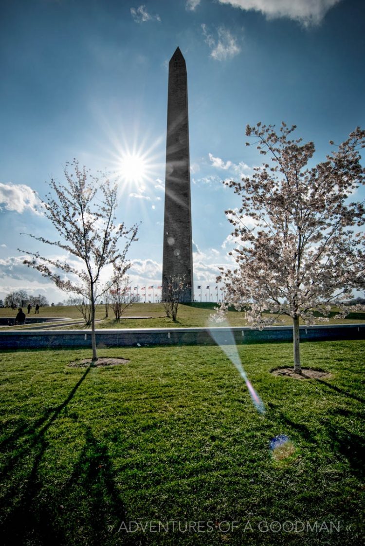 The Washington Monument - Cherry Blossoms - Sunburst - Washington, DC