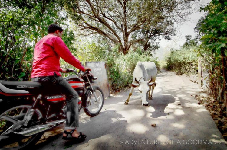 In the battle of Cow v Motorcycle, the Indian Cow always wins