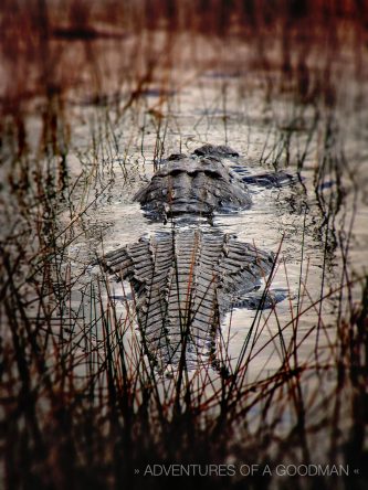 A gator Hides in the Florida Everglades