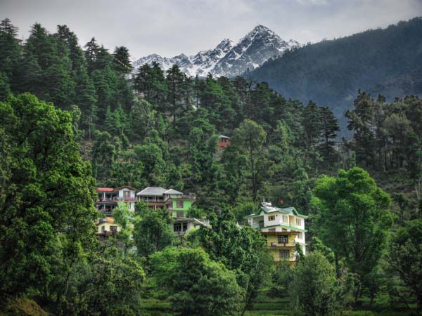 Homes and guesthouses are nestled between the forest and below the Himalayas in McLeod Ganj, India