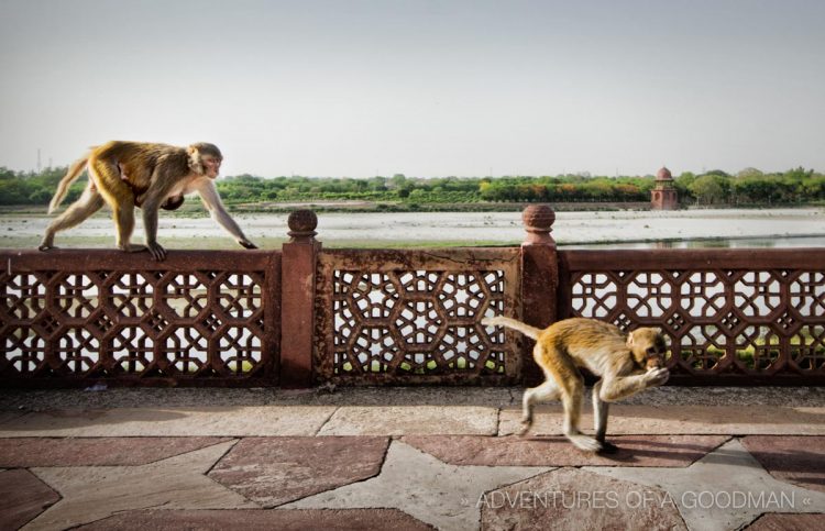 Monkeys roam the grounds of the Taj Mahal