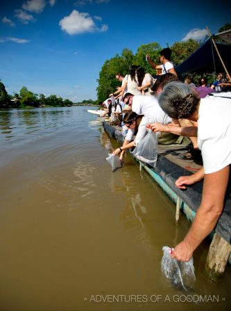 Releasing Fish into the Ping River in Chiang Mai Thailand