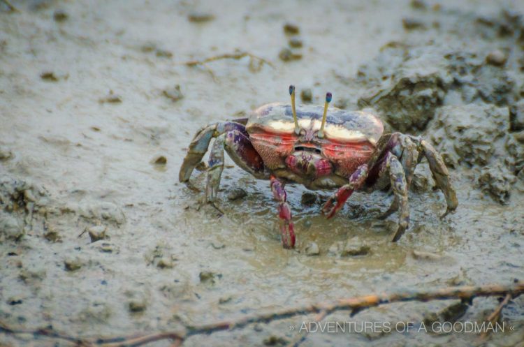 A crab in the Taepyung Halophyte Garden of Jeung-Do, South Korea