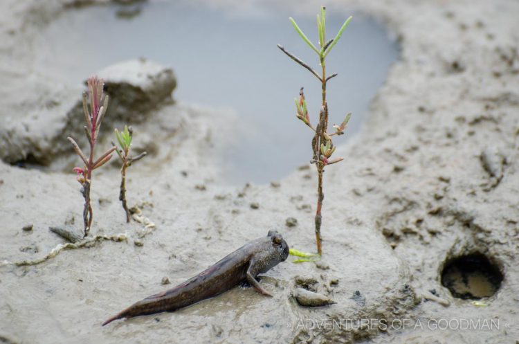 Native species in the Jeung-Do salt flats