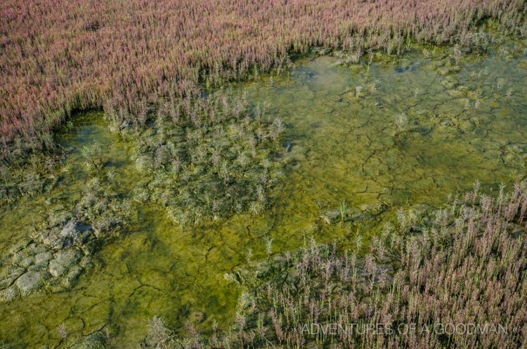 The marsh of the Taepyung Halophyte Garden of Jeung-Do, South Korea