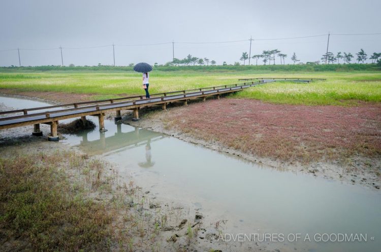 A tourist stops to enjoy the Taepyung Halophyte Garden