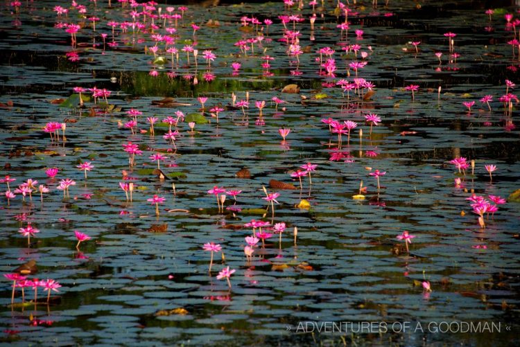 Water lilies and lotus flowers fill the pond in front of Angkor Wat.