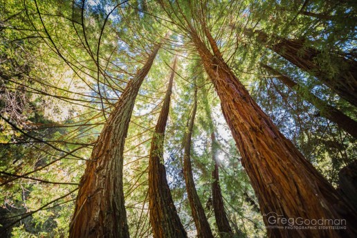“They” call these Twisted Redwoods – I would revise that to “slightly curved Redwoods”