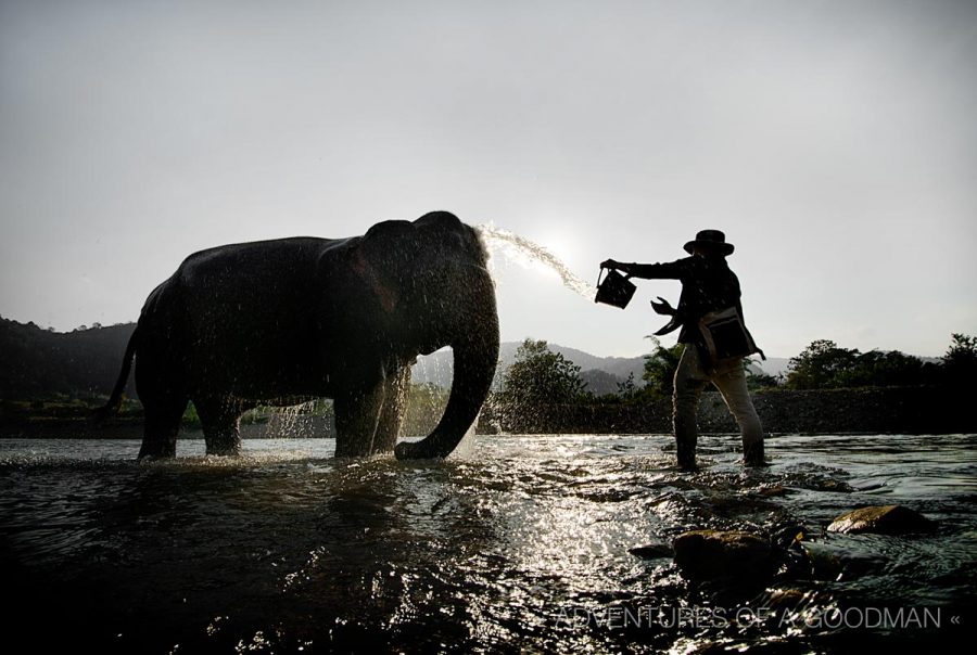 We took our parents to the Elephant Nature Park during their visits to Chiang Mai