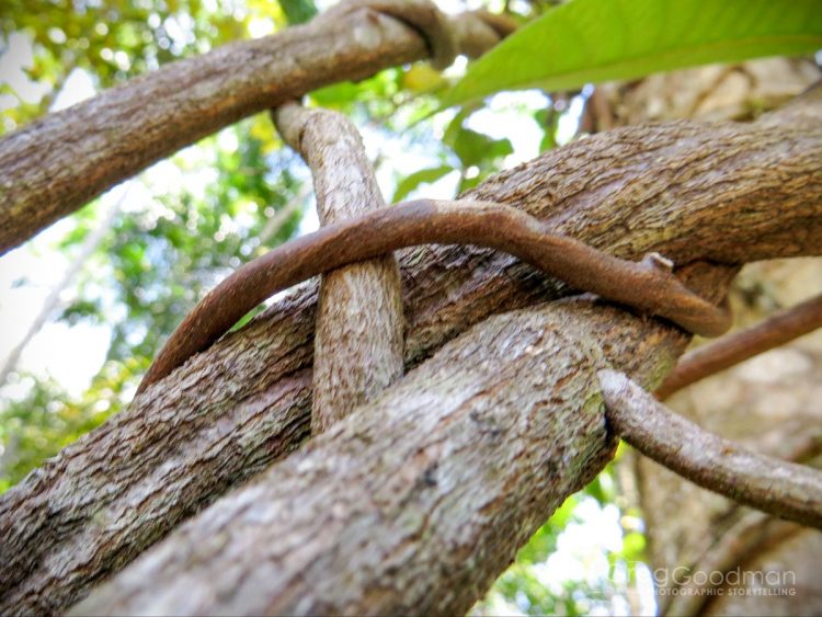 This is what an Ayahuasca vine looks like.