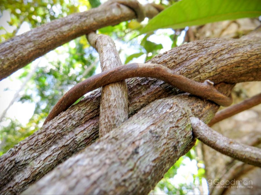 Ayahuasca — Sacred Medicine or Ancient Drug? » Greg Goodman ...