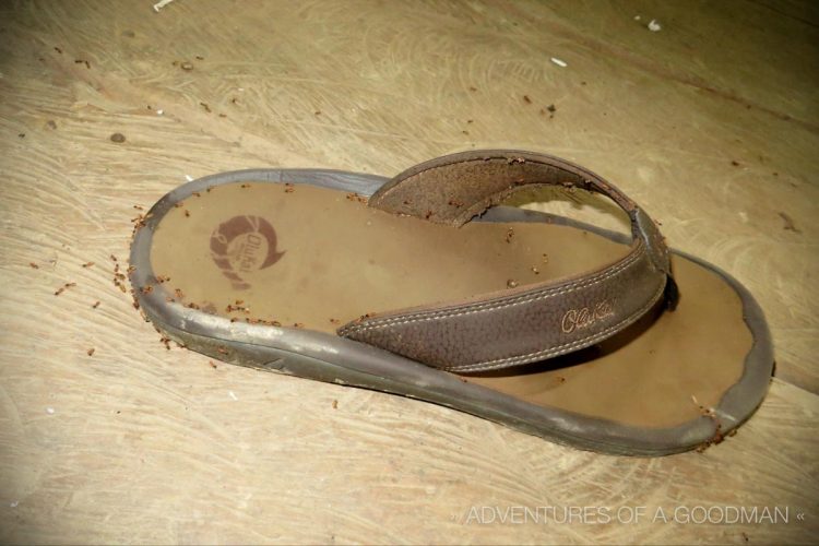 Imagine my surprise when I went to put my sandals on in the morning and found them covered in termites.
