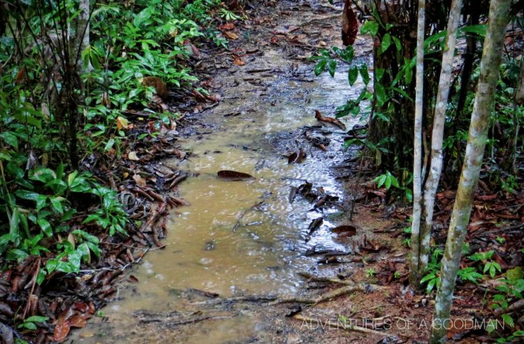 The path outside my hut was constantly flooded during the frequent rainforest rains.