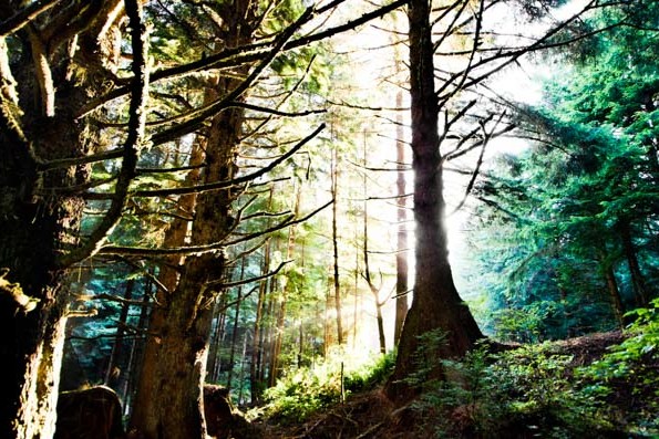 Sunrise behind a forest near the Umpqua River Lighthouse in Oregon on Highway 101