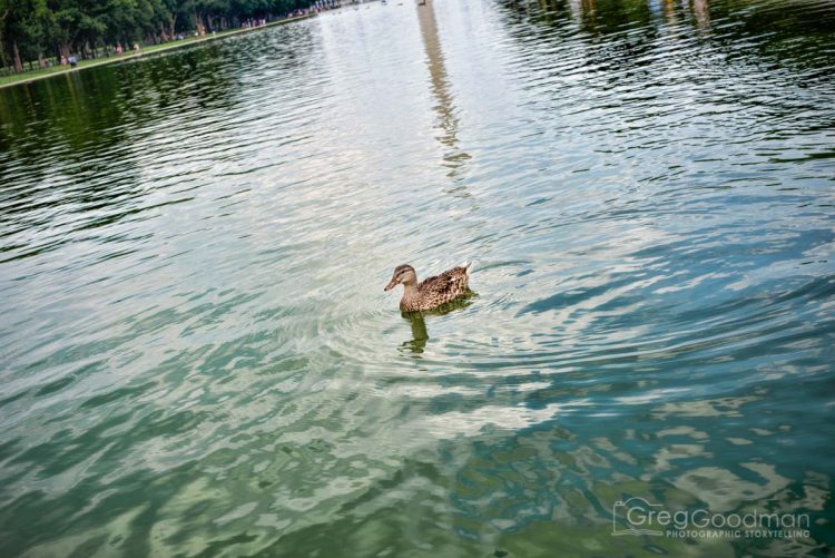 The Reflecting Pool, which displays a mirror of the Washington Monument, has been home to countless historic events: including Martin Luther King’s I Have a Dream speech.