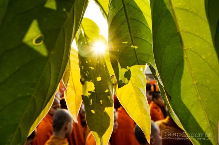 Peeking through the trees to get a glimpse of the 12,999 Monk Alms Procession in Chiang Mai, Thailand