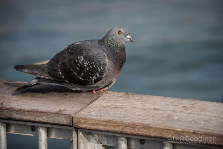 Pigeons reign supreme on the Boardwalk