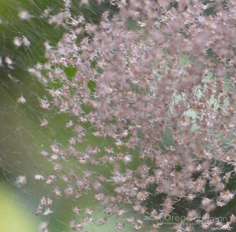 Baby spiders at the Haew Narok Waterfall