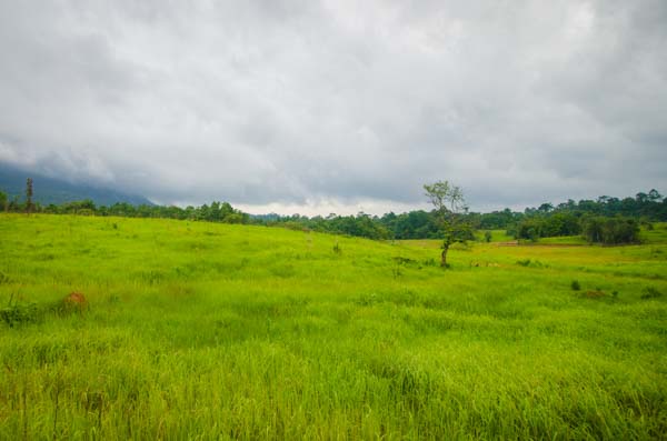 A green field at Khao Yai National Park in Thailand