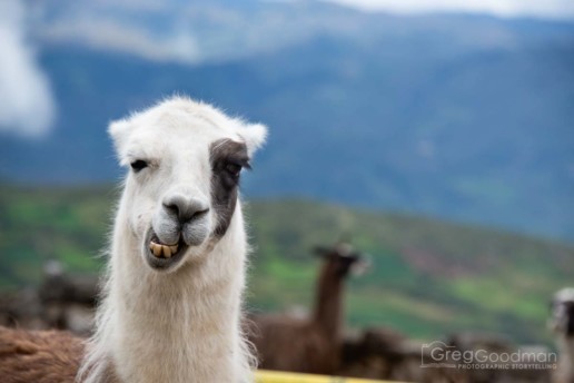 Even the llamas were confused.