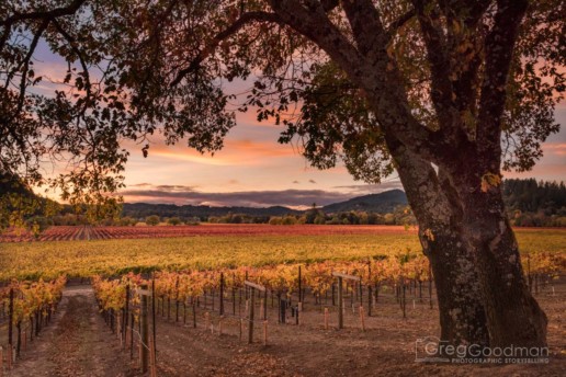 Sunset at the Woolsey Winery in Sonoma County, California
