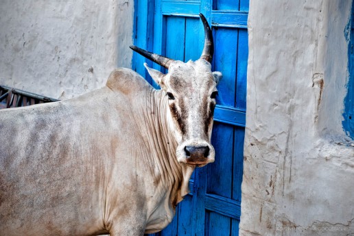 A cow in Hampi, India