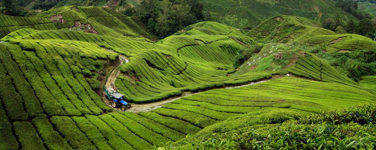 The BOH tea plantation in the Cameron Highlands, Malaysia