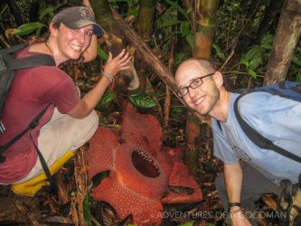 Rafflesia Arnoldii - the world's largest flower